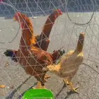 ديك ودجاج هندي