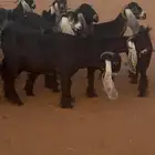 رماح