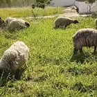 غنم ومعزاء للبيع