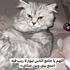قطط
