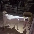 تيس