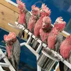 كاسكو - قالا - اكلكتوس - بلوفرنتد - صن كنيور