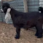 تيس عارضي