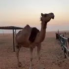 ناقه للبيع