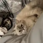 تبني قط هملايا مع كامل اغراضه