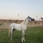 حصان اصفر للبيع