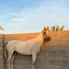 فرس شعبية شيخة ولفاح