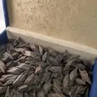 بخور عود للمناسبات