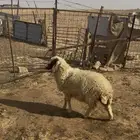 خروف للبيع