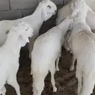 5 جذعان سواكن بيض نوعية جيدة
