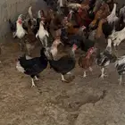 دجاج