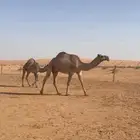 ضريبه شعلا