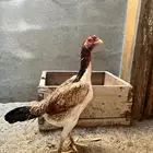 شامو الماني