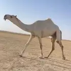 القعود الباتلي الكفو