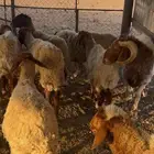 غنم