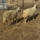 غنم