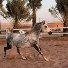 فرس واهو لقاح ثقيل