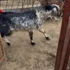 تيس ماعز فحل