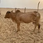 بقره