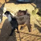 تيوس وجفار الموقع النابع