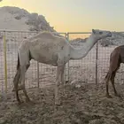 قعود اصيل للبيع