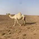 ناقة للبيع