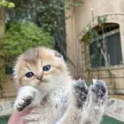 سكوتش فولد مطعمين مدربين للبيع ولايوجد تبني