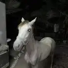 للبيع مهر اشعل
