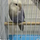 طير روز اليف