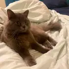 قط ذكر للتزواج مجانا