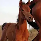 فرس وبنتها شيخه والبيع سمح