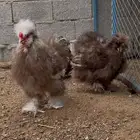دجاج قطني سلكي
