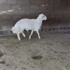 فحل مشروط للبيع ثني