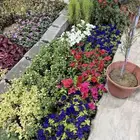 مشتل زراعي للتقبيل