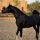 خيل ( ريان العناية )
