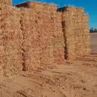 اكوام ذرة جيزانيه بسيطا