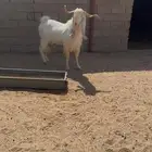 تيس مطور