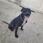 كلب بيتبول للبدل