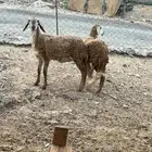 عرض وبيع رخال سواكني