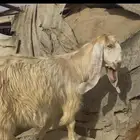 تيوس مخاصي