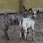 تيوس عمانيه