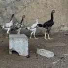 شامو ياباني