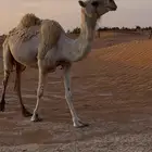 ضرايب للبيع