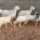 غنم متابيع مقتوي