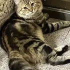 قطط للتبني العمر 9 شهور