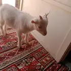 تيس قزمي