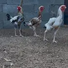 دجاج فارسي و باكستاني