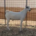 تيس مشروع فحل