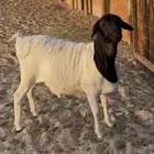 بربري مشروع فحل