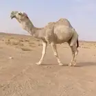 البعير اللي على الهدب الكفو